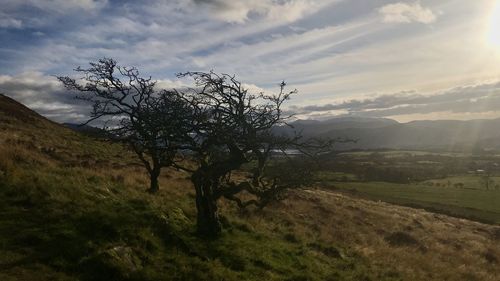 Trees on field against sky