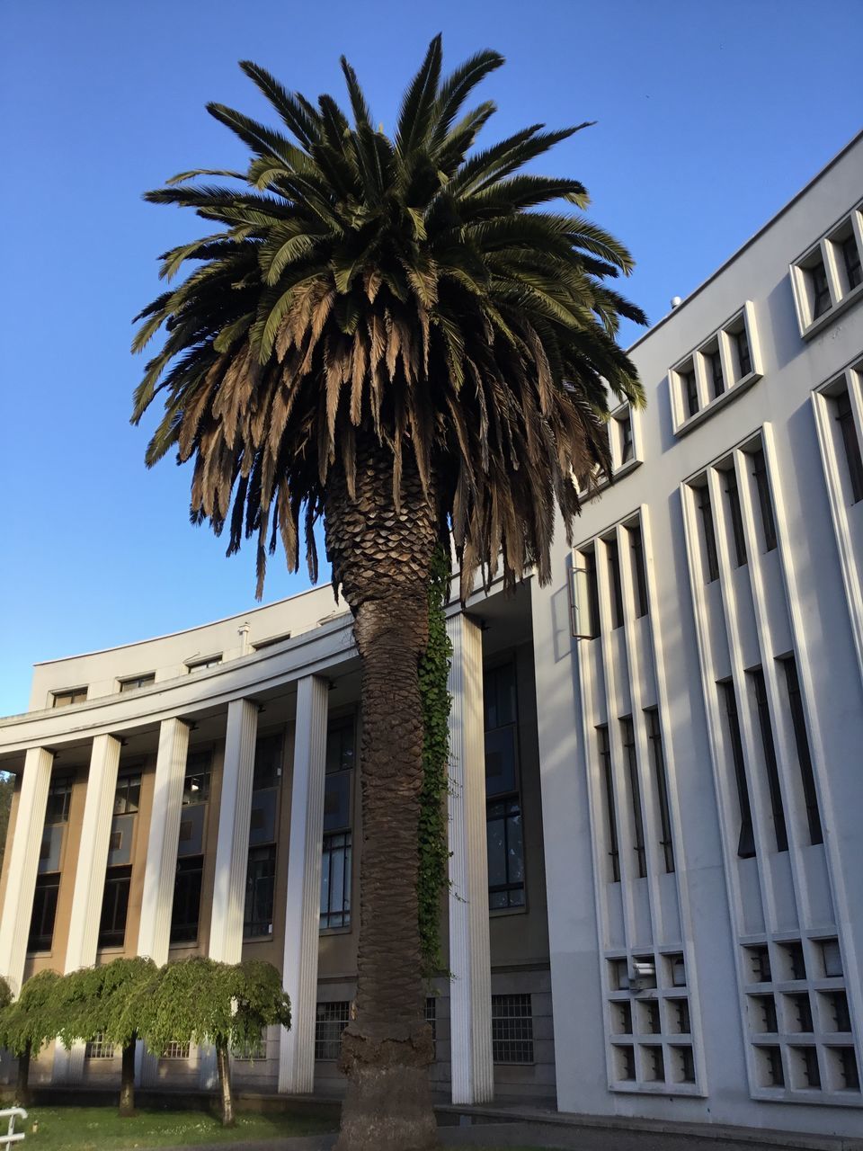 LOW ANGLE VIEW OF PALM TREES AGAINST BUILDING