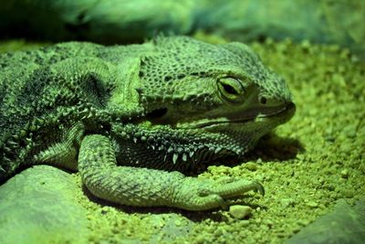 Close-up of lizard on land