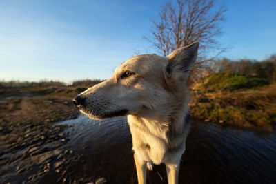 Close-up of dog looking away