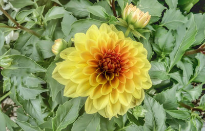 Close-up of yellow dahlia blooming outdoors