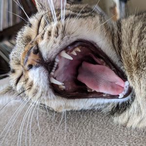 Close-up of cat yawning