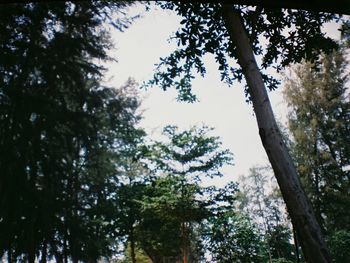 Low angle view of trees