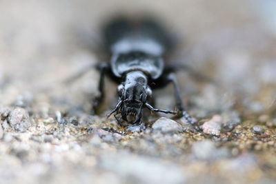 Close-up of insect