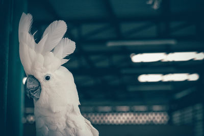 Close-up of a bird perching