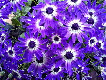 High angle view of purple flowering plants