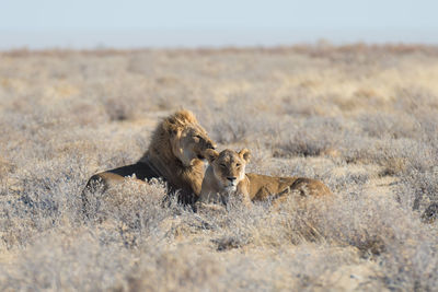 Lions resting on field