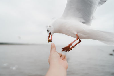 Cropped image of seagull feeding to sea