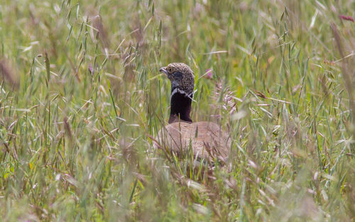 View of a bird on field