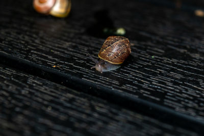 Close-up of snail on wood