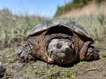 Close-up of turtle on field