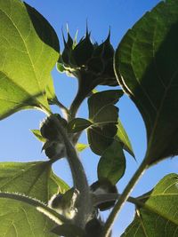 Low angle view of plant against sky