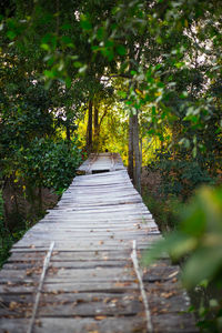 Narrow road in forest