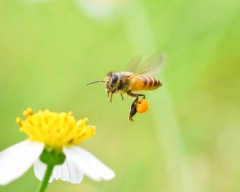 Close-up of bee pollinating on flower