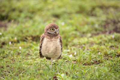 Portrait of a bird on field