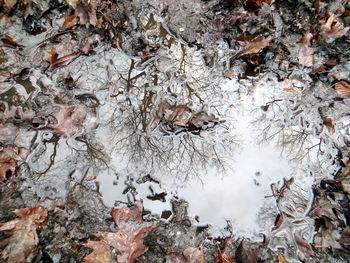 Reflection of trees in water