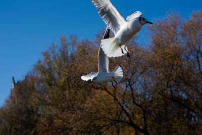 Low angle view of seagull flying