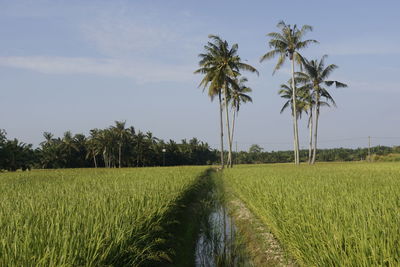 Scenic view of agricultural field against sky