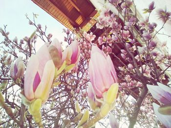 Low angle view of pink flowers blooming on tree