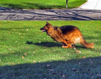 Dog on grassy field