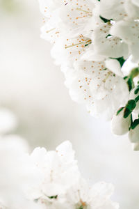 Close-up of white flowers