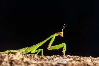 Close-up of insect on leaf against black background