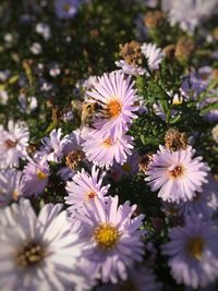 Close-up of bumblebee on purple daisy flowers