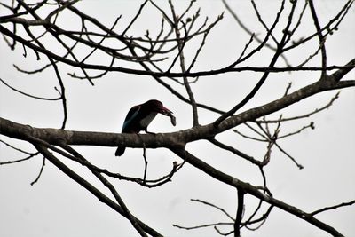 Low angle view of bird perching on branch against sky