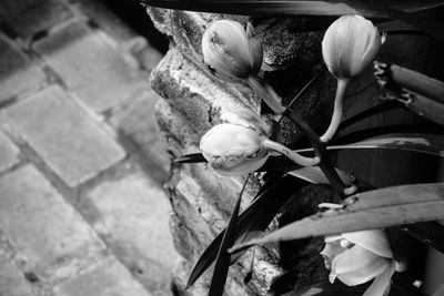 Close-up of flowers