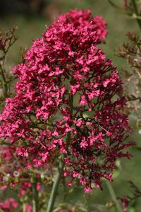 Close-up of pink flowers