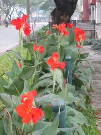 Close-up of red flowers blooming outdoors