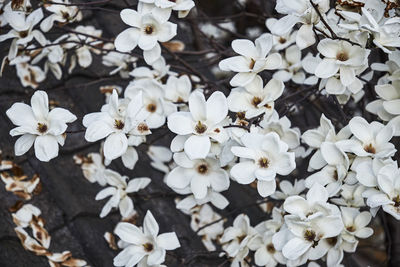 Close-up of white flowering plants