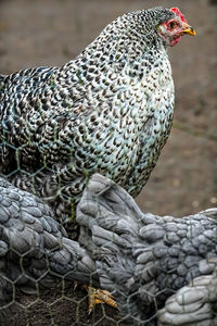 animal themes