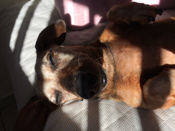 Dog sleeping on bed at home