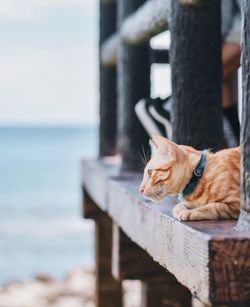 Close-up of a cat looking away