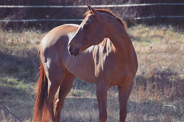 animal themes, livestock, standing, field, animals in the wild, herbivorous, horse, wildlife, mammal, one animal, nature, two animals, focus on foreground, grass, zoology, brown, fence, full length, horned, side view