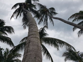 Low angle view of palm trees against sky