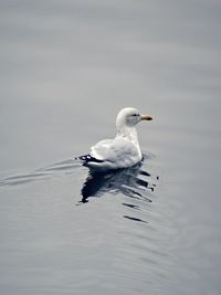 High angle view of seagull swimming in lake