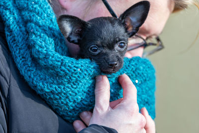 Close-up of hands holding dog