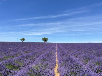 Lavender fields and heart shaped trees 