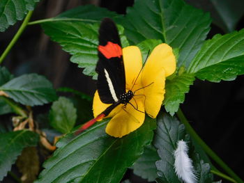 Close-up of butterfly pollinating on flower