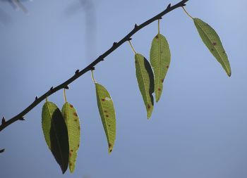 Low angle view of tree against sky