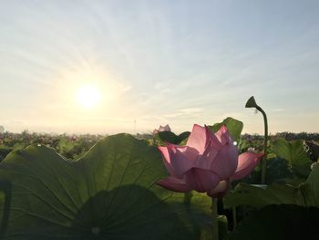 Close-up of pink lotus water lily against sky