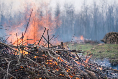 Close-up view of bonfire in forest