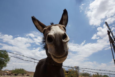 Low angle view of horse standing against sky