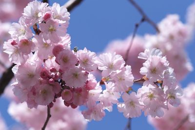 Low angle view of cherry blossoms against sky