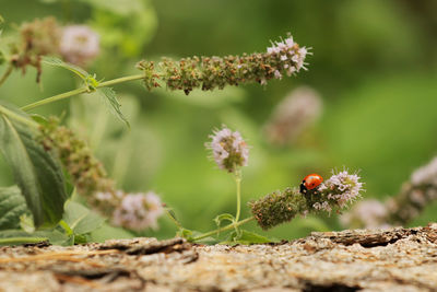 Close-up of insect on plant