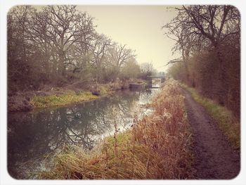 Bare trees in river