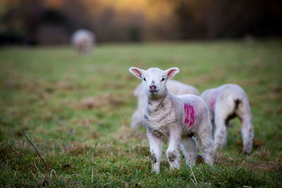 Portrait of lamb standing on grassy field