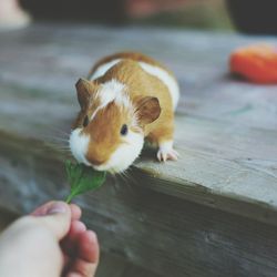 High angle view of hand feeding leaf to guinea pig